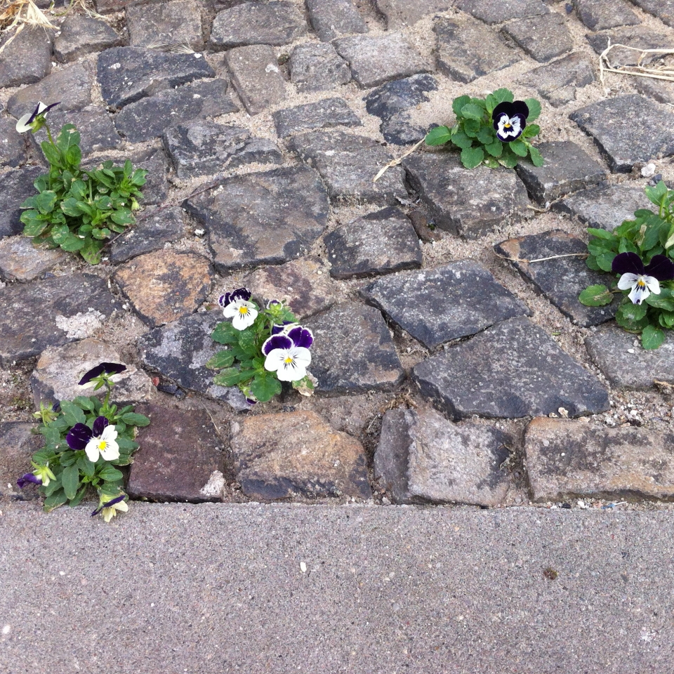 Wild pansies on sidewalk