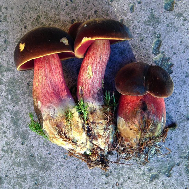 Three small bolete mushrooms with red-dotted stems and dark brown caps