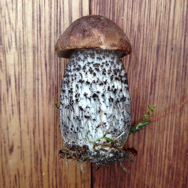 Small dotted-stem bolete mushroom on a table