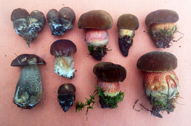 A dozen small bolete mushrooms on a cloth: birch bolete, porcini, dotted-stem bolete